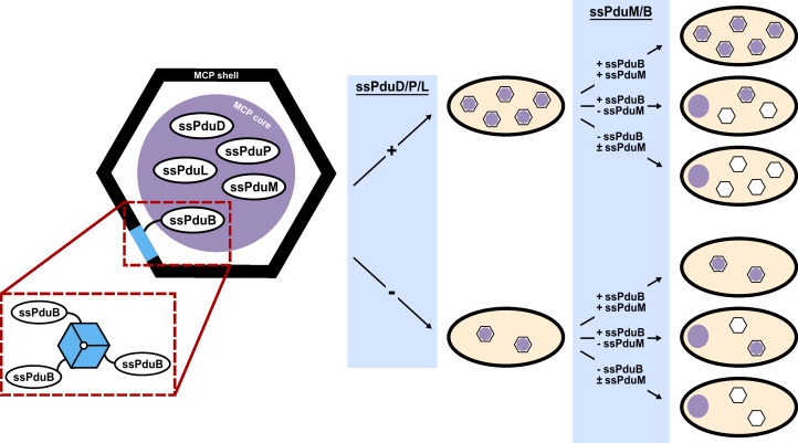 Fig 7
