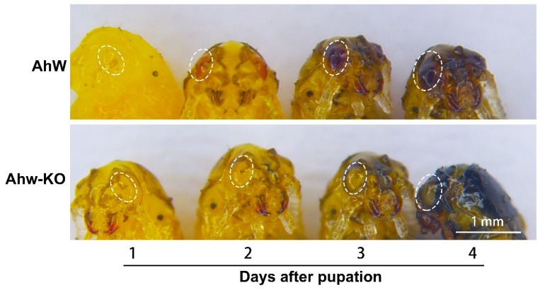 Figure 6