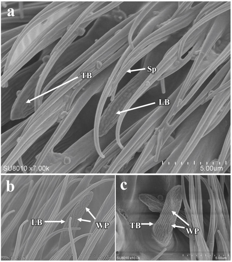 Figure 7