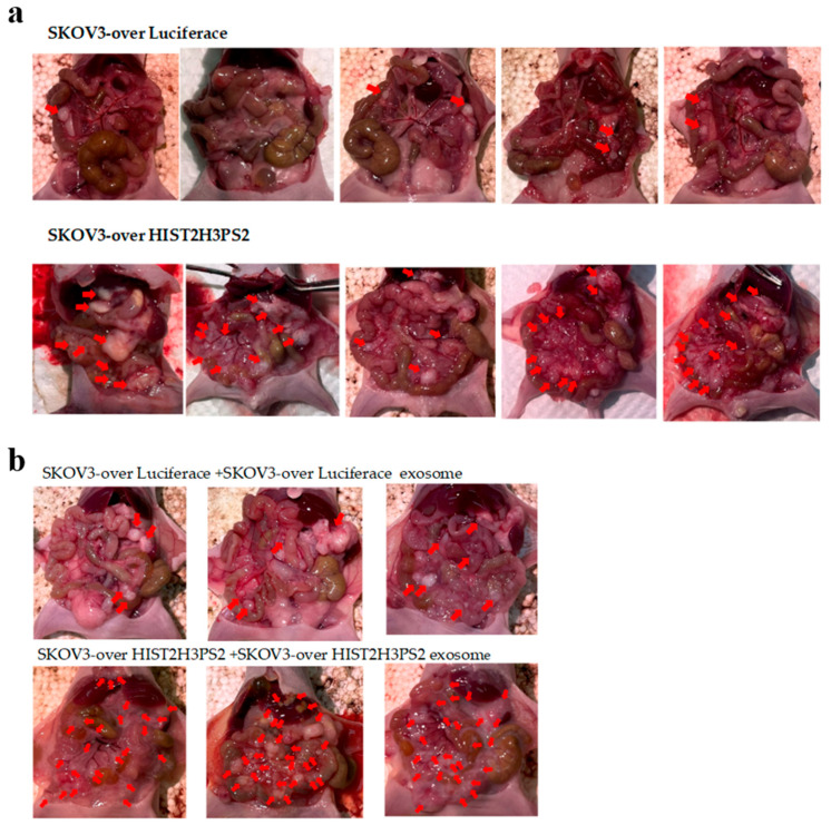 Figure 17