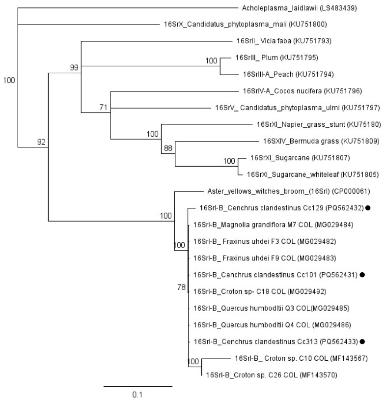 Figure 5