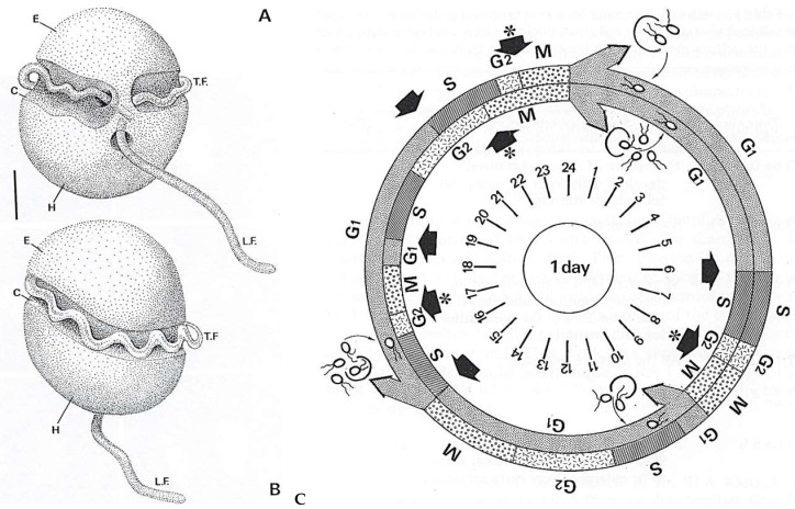 Figure 14
