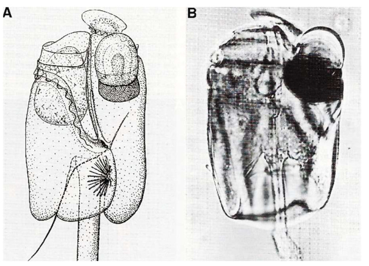 Figure 21