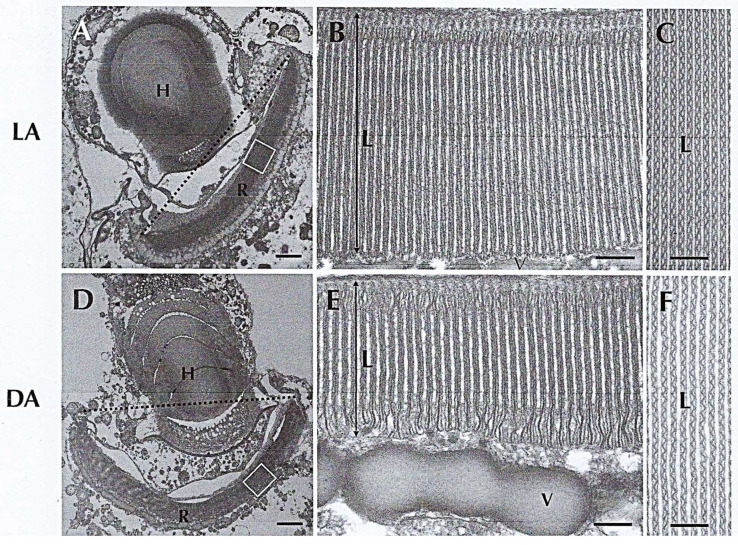 Figure 24