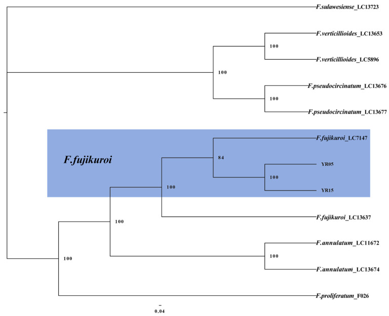 Figure 6