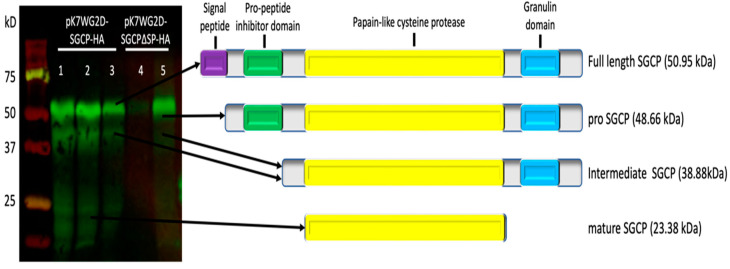 Figure 5
