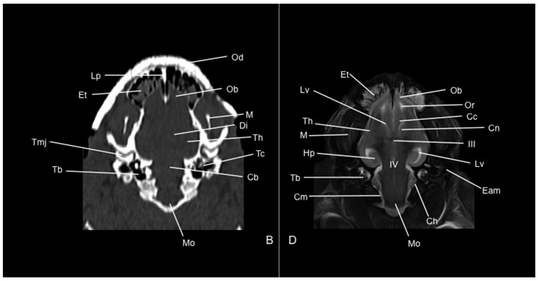 Figure 11