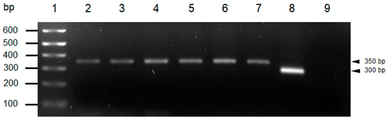 Figure 7