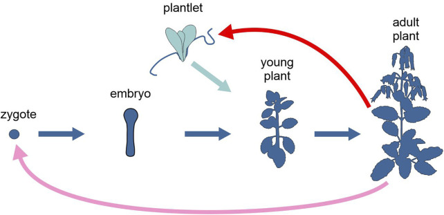 FIGURE 3