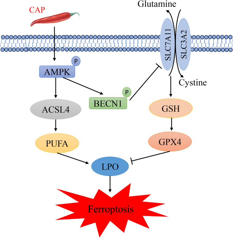 Figure 6