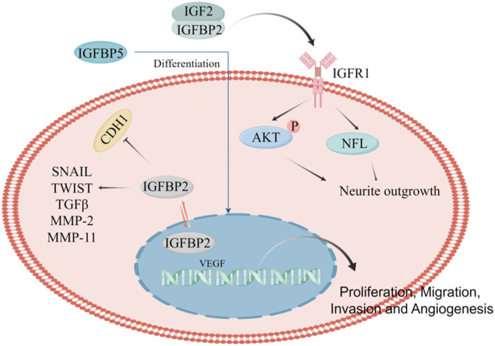 FIGURE 2