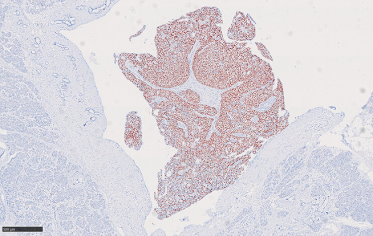 Fig. 5