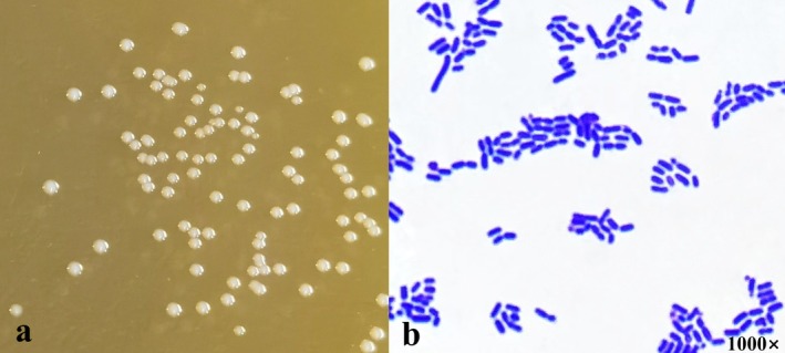 FIGURE 7