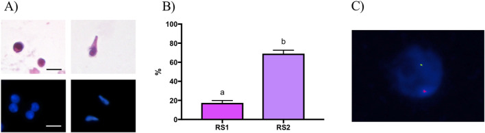 FIGURE 2