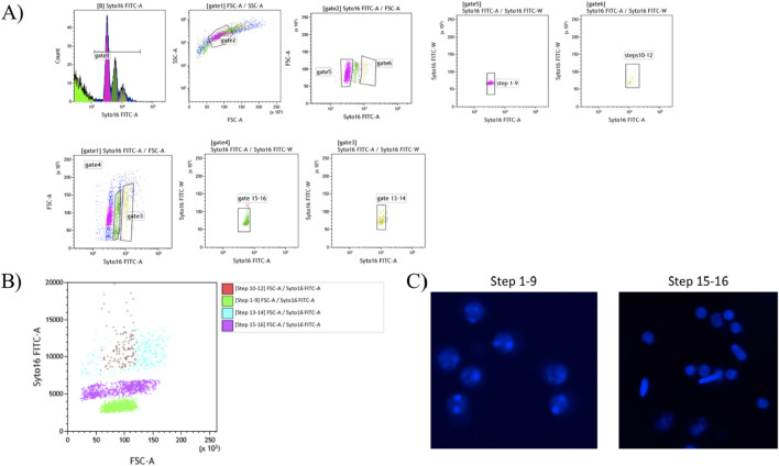 FIGURE 6