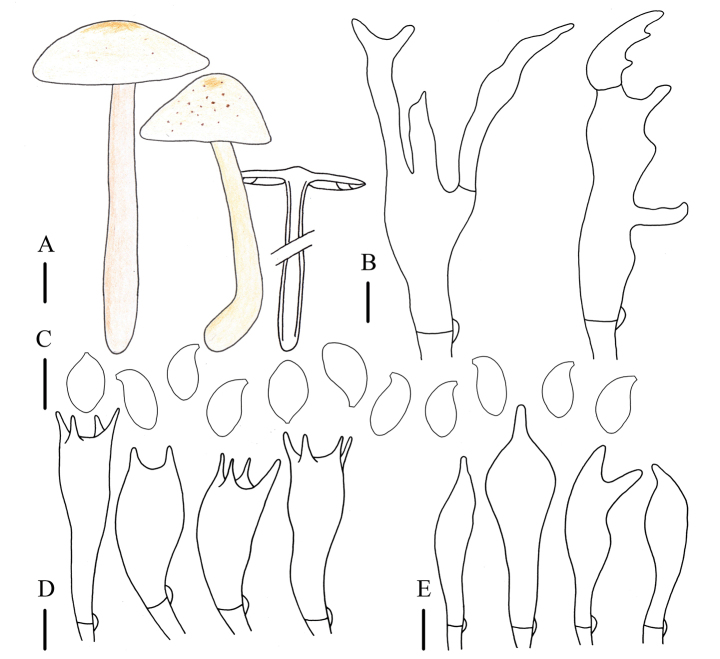 Figure 4