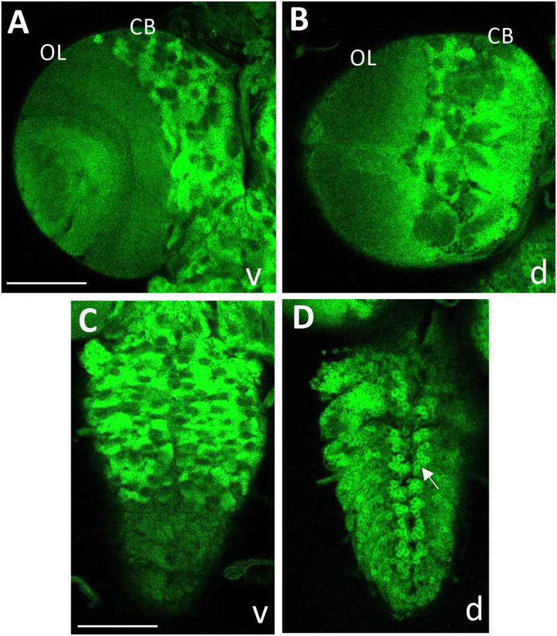 Fig 10