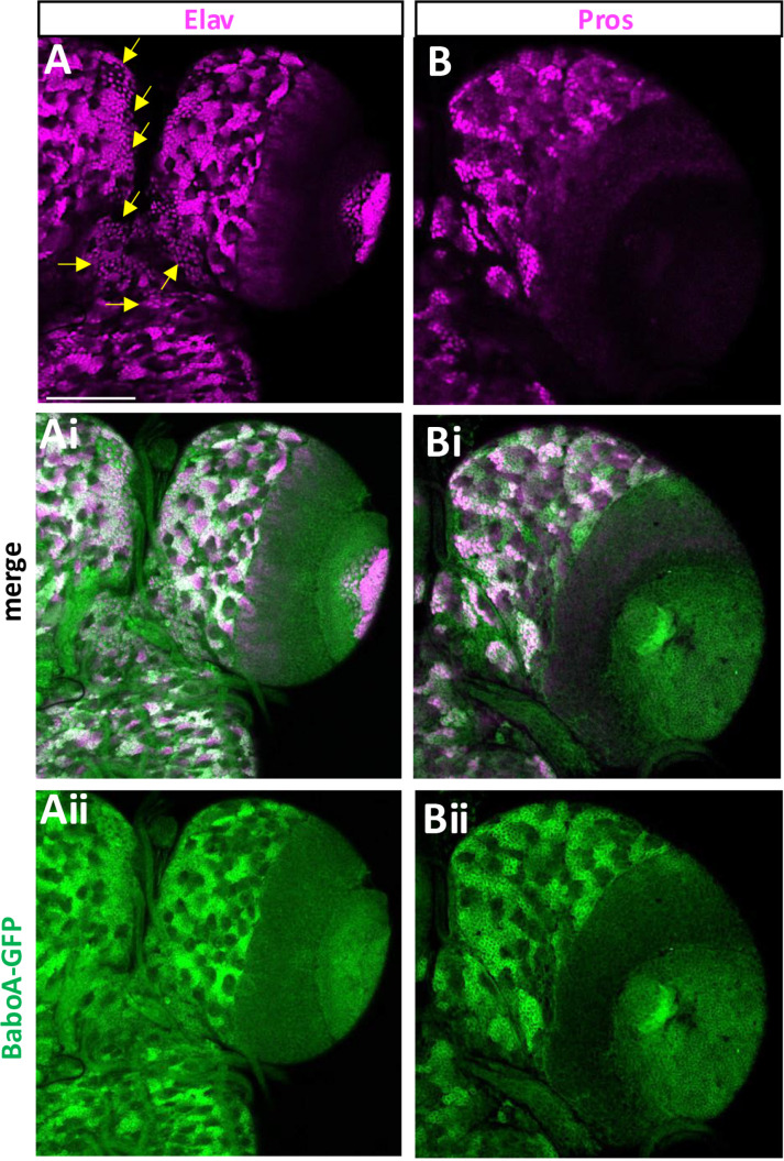 Fig 12