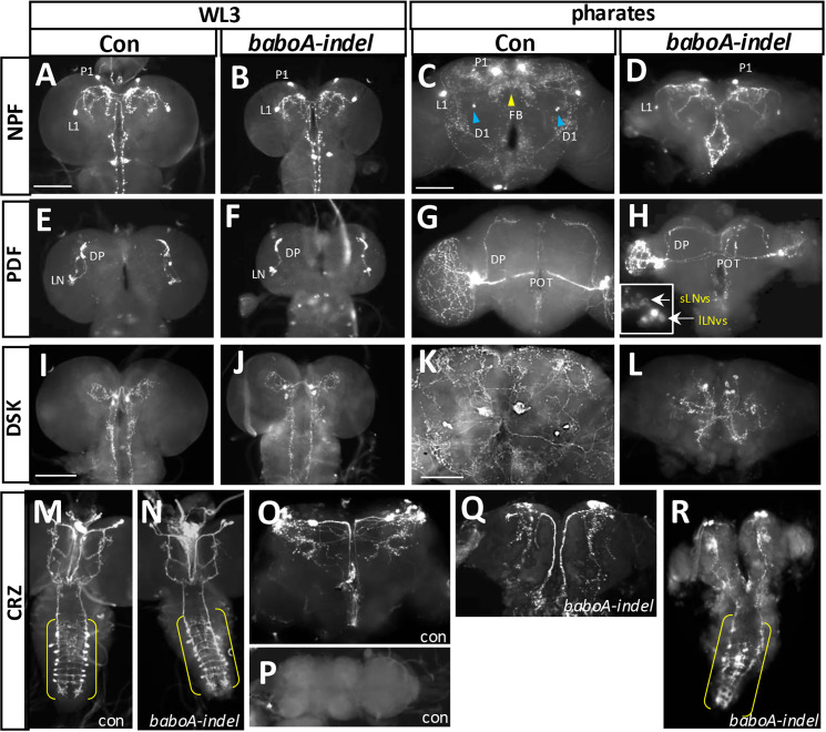 Fig 14