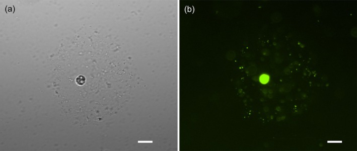FIGURE 1