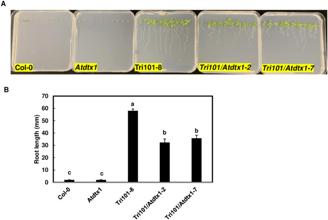 Figure 4