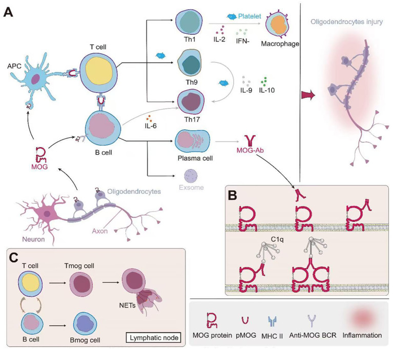Figure 1