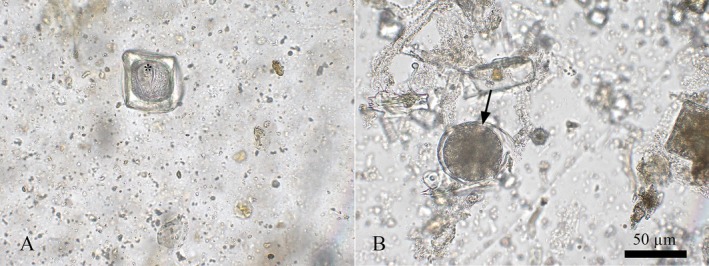 FIGURE 1