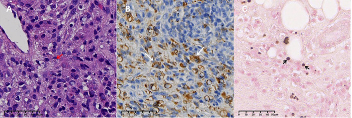 Figure 3