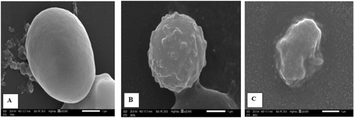 FIGURE 3