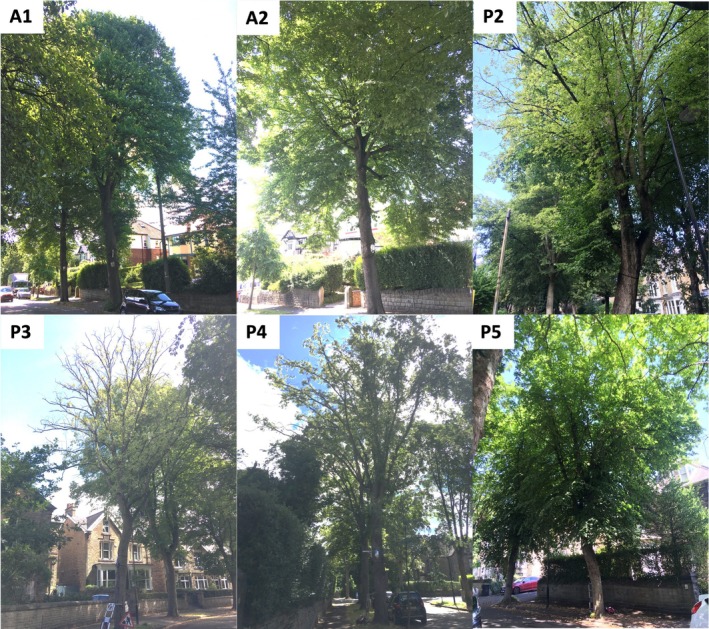 FIGURE 2