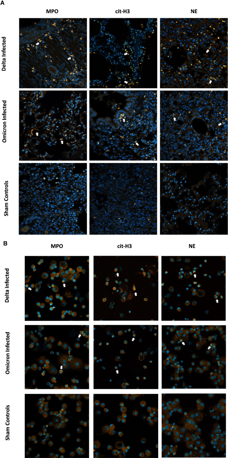 Figure 10