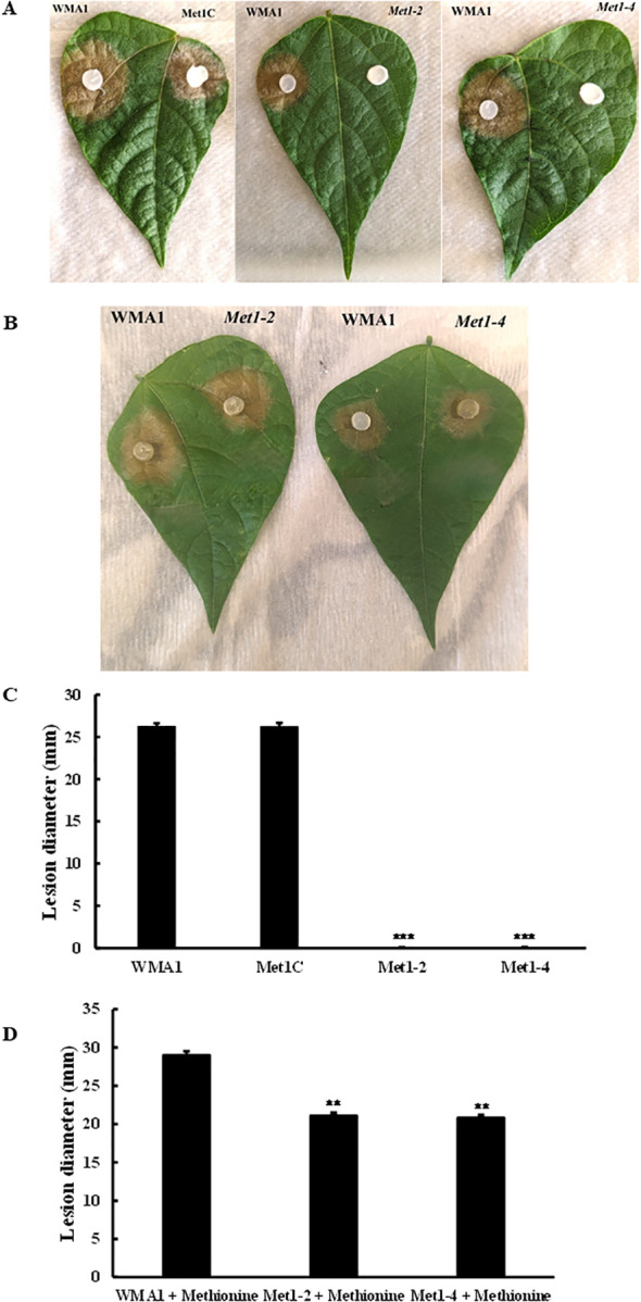 Figure 4