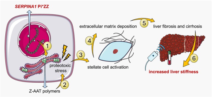 FIGURE 1
