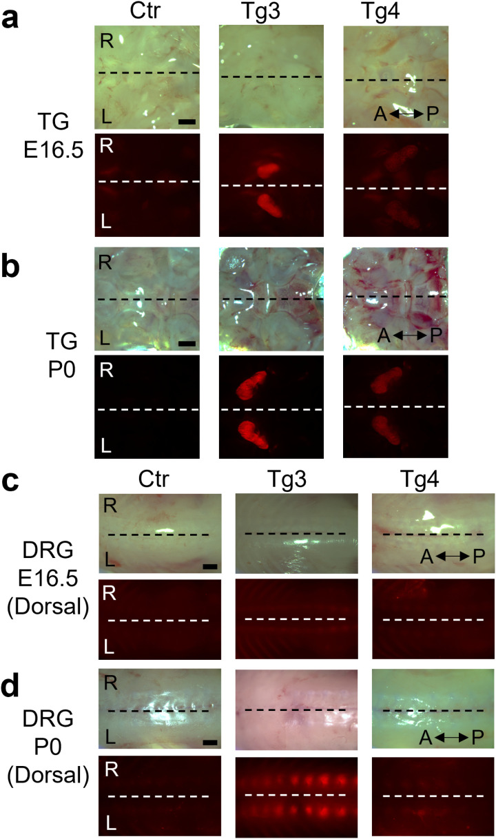 Fig 4