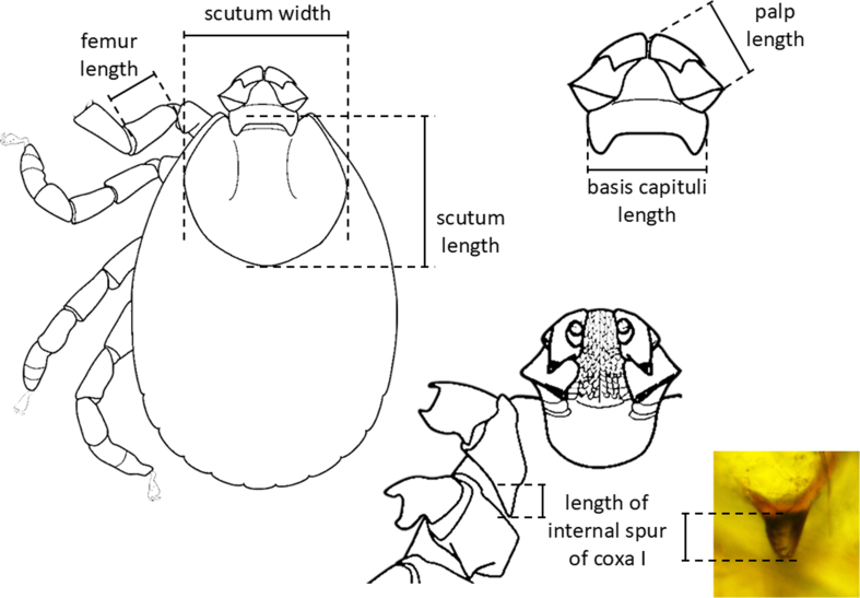 Figure 7