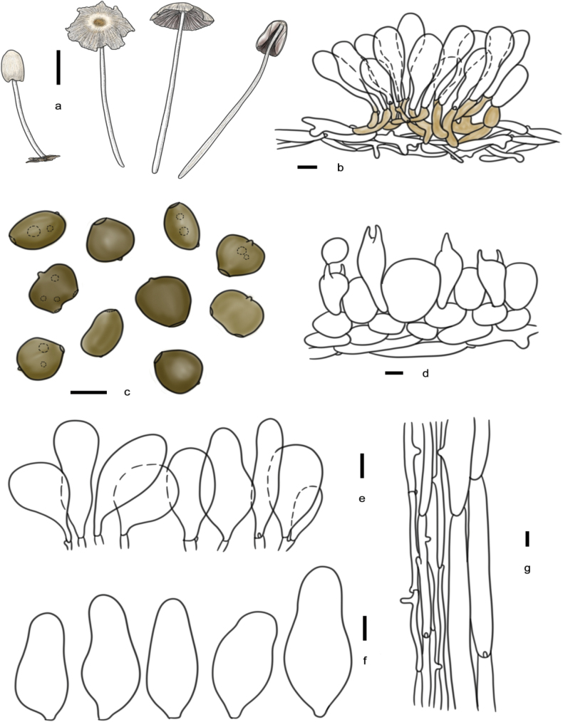 Figure 19