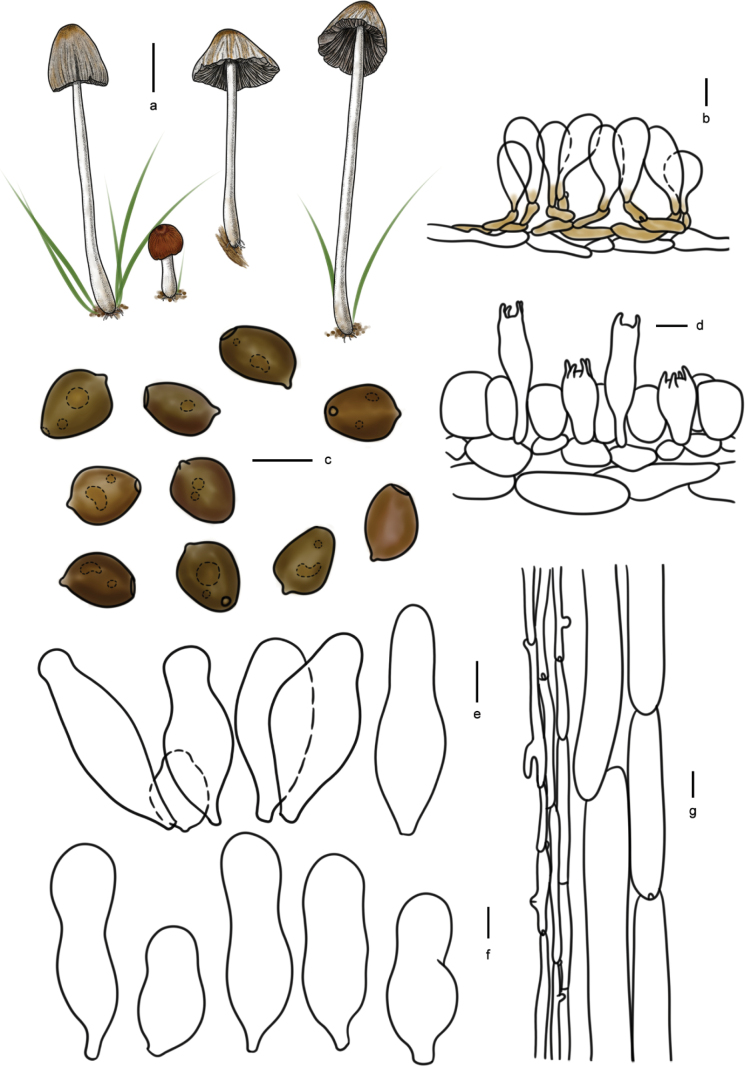 Figure 20