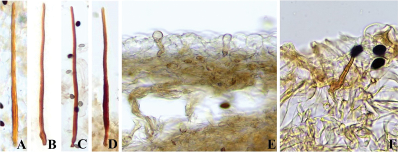 Figure 24