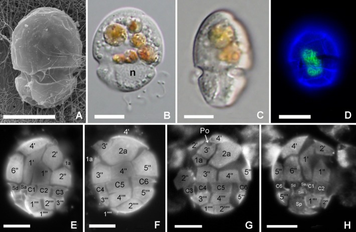 FIGURE 1