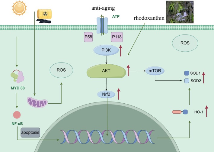 FIGURE 11