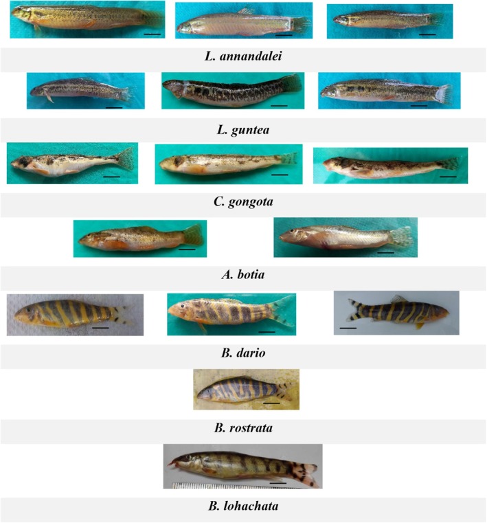 FIGURE 2
