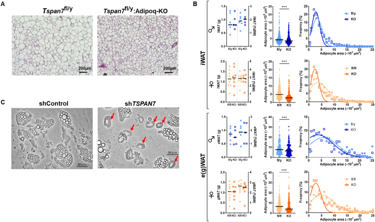 Figure 20
