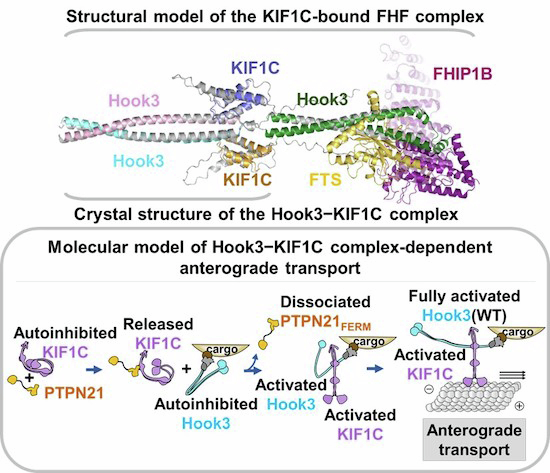 Figure 12