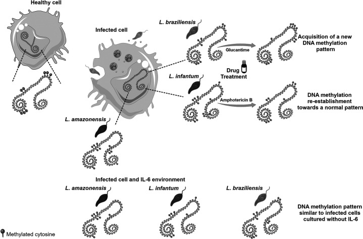 Figure 12