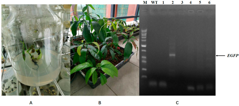 Figure 7