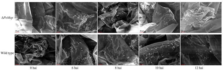 Figure 11