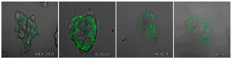 Figure 16