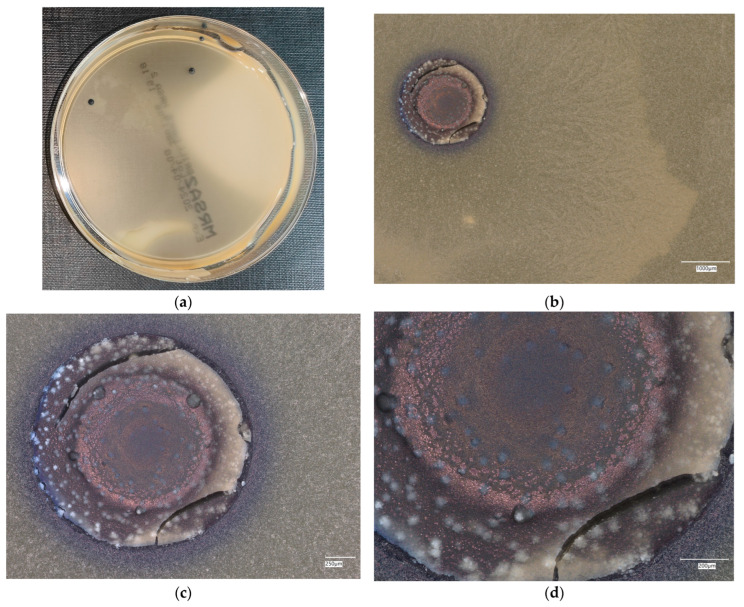 Figure 13