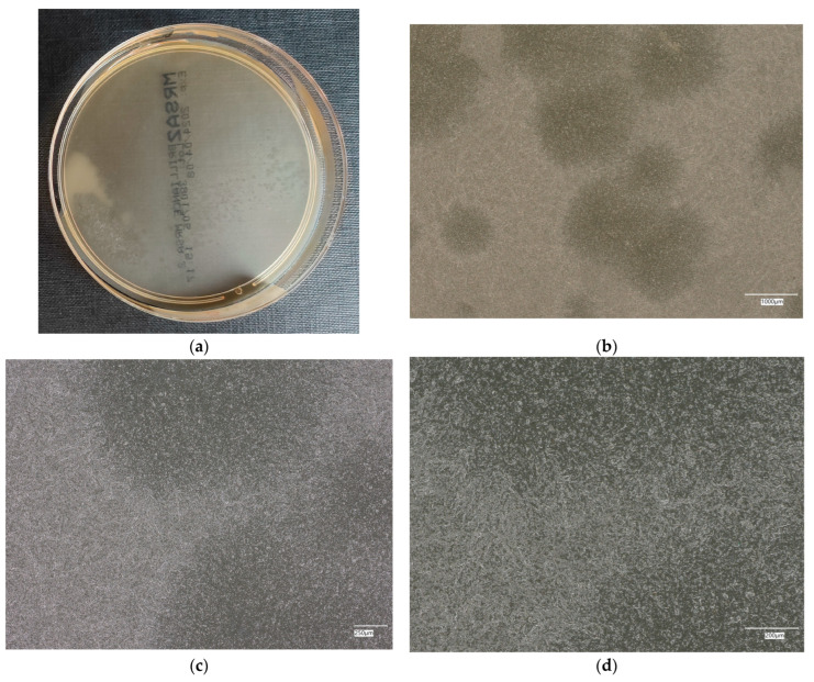 Figure 16