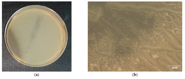 Figure 20